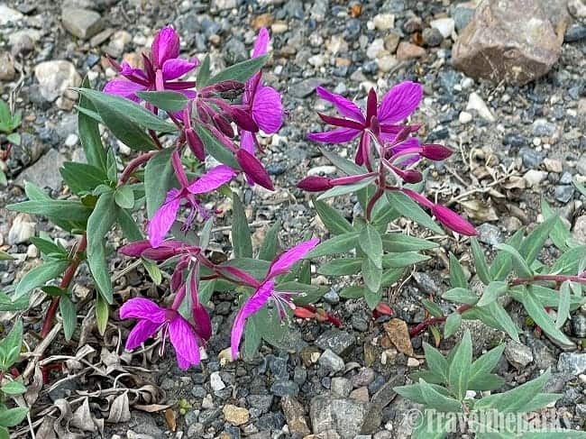 Fireweed: Purple wildflowers with green leaves growing on rocky ground.