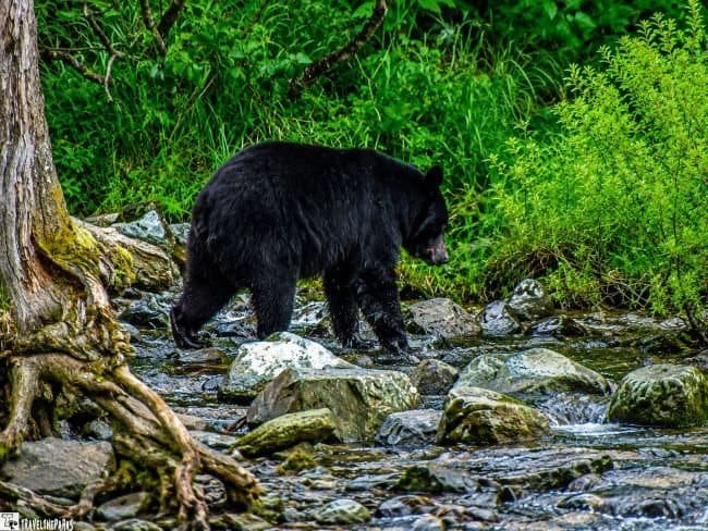 Black bear walking through a shallow, rocky stream surrounded by dense green vegetation.