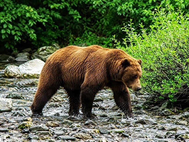 Wolverine Creek: A brown bear walking on a rocky riverbed with white gulls and surrounding greenery.