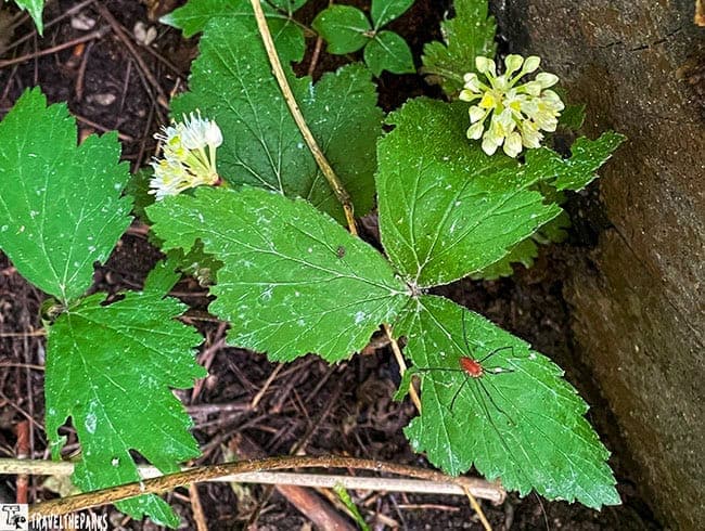 Green leaves and white flowers at the base of a large rock.