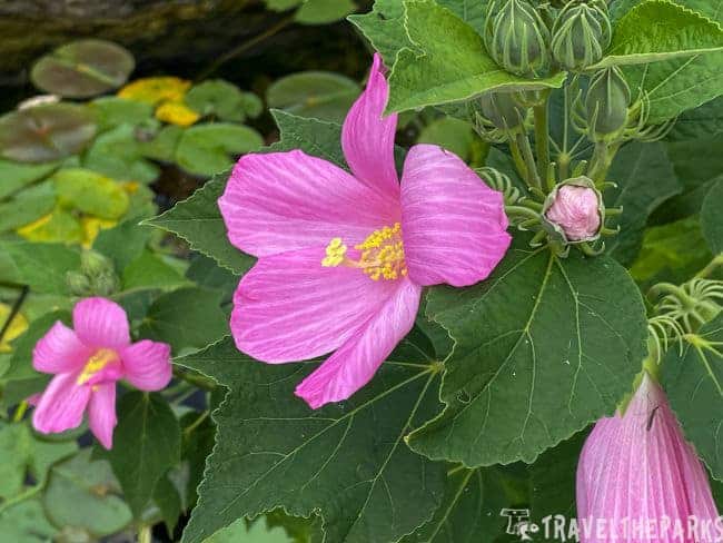Close-up of a pink Mallow Rose flower with green leaves and a flower bud.