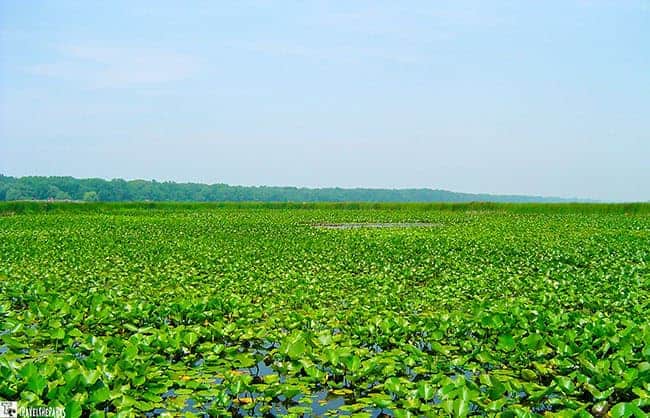 A vast wetland with lily pads under a clear blue sky.