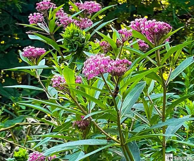 Pink wildflowers with green foliage in a lush natural setting.