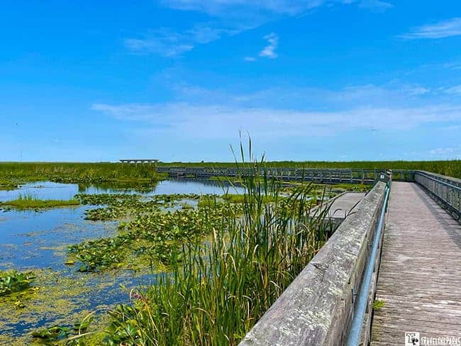 Wooden boardwalk through a wetland with tall grasses and lily pads at Point Pelee National Park.