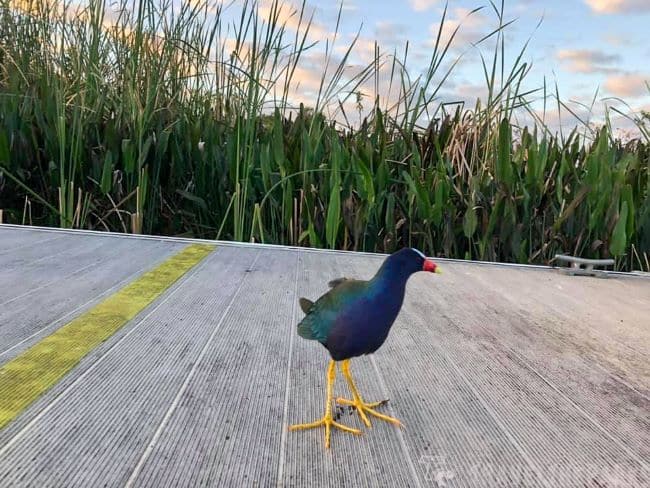 Purple Galinu on a boardwalk