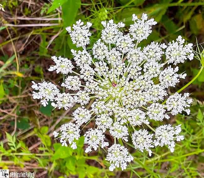 Close-up of a Queen Anne's Lace flower with green foliage in the background.