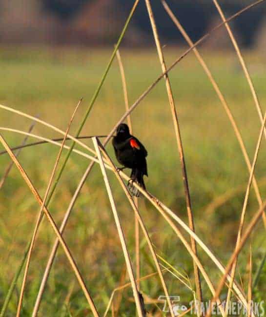 Black bird with a red patch on its shoulder perched on reeds in a grassy field.