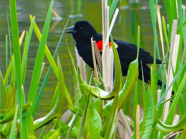 Black bird with red and yellow shoulder patches perched among green reeds near water.
