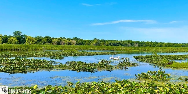 Wetlands landscape with green aquatic plants and two white birds at Point Pelee National Park.
