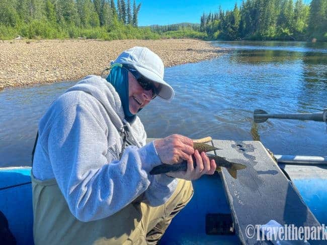 Arctic Grayling-Chena River