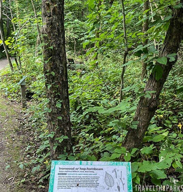 A forest scene with an informational plaque about the Ironwood or hop-hornbeam tree amidst dense vegetation and a path.