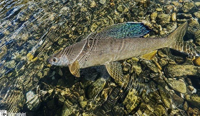 Arctic grayling with a large iridescent blue-green dorsal fin swimming over rounded stones in clear, rippling water.