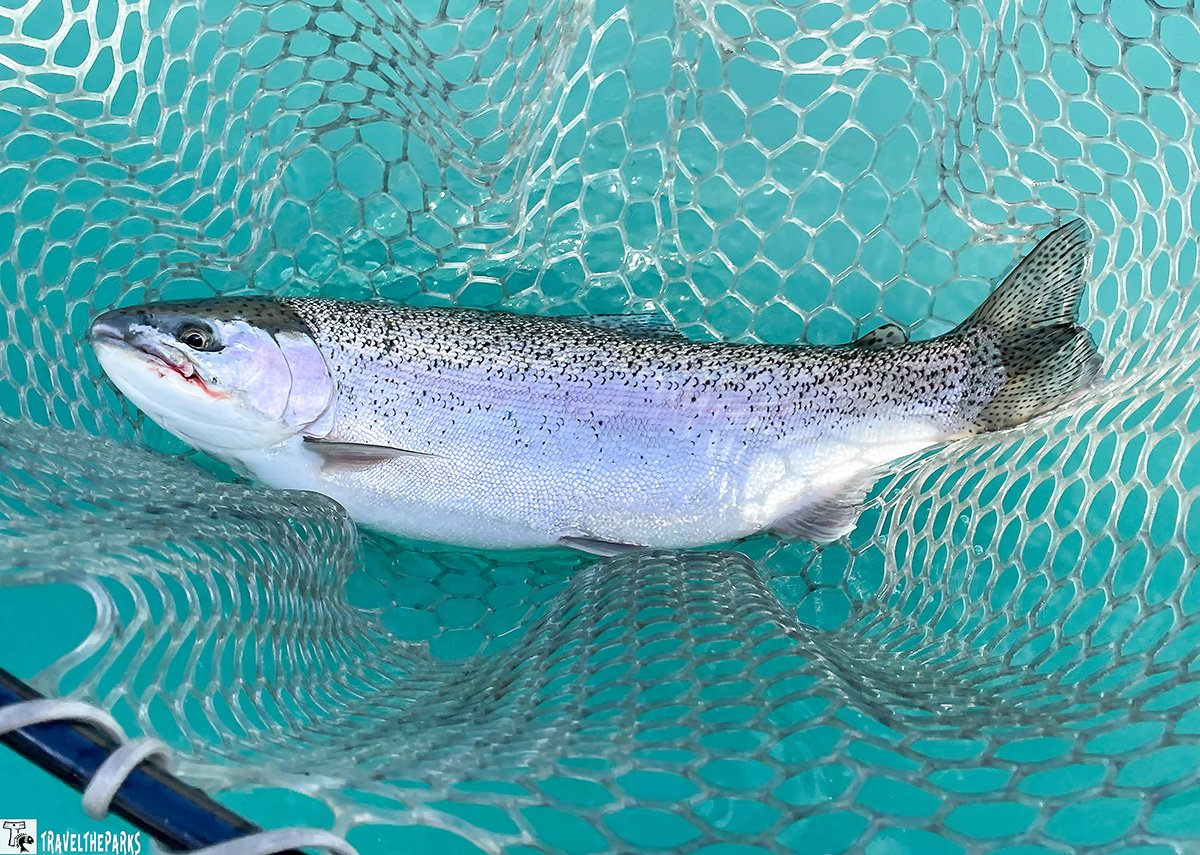 A freshly caught trout lies in a mesh fishing net over rippling water. Its speckled skin glistens, conveying a sense of achievement and the joy of fishing.