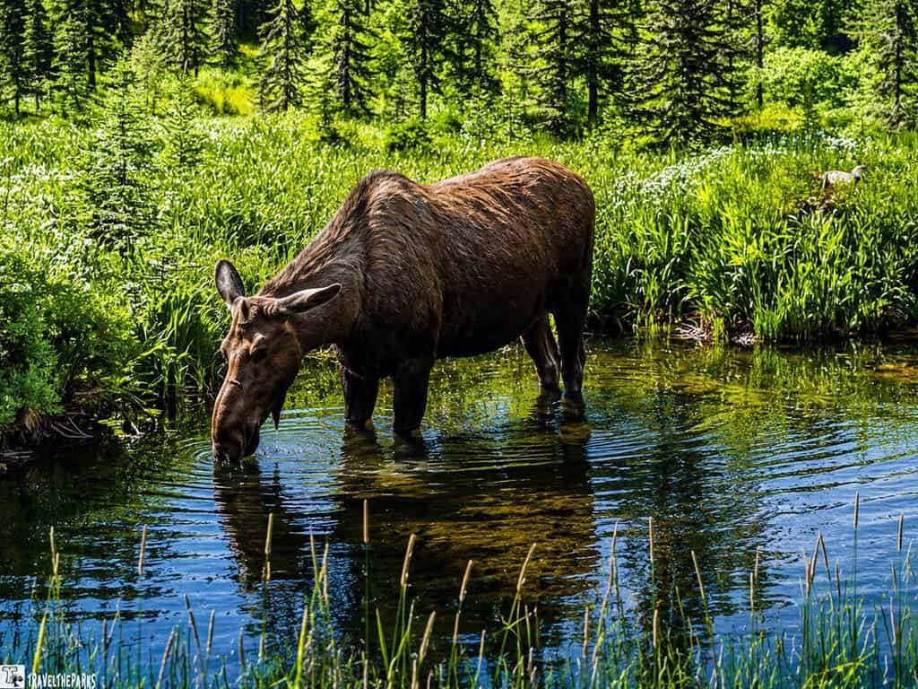 A moose standing in a tranquil pond surrounded by lush green vegetation.