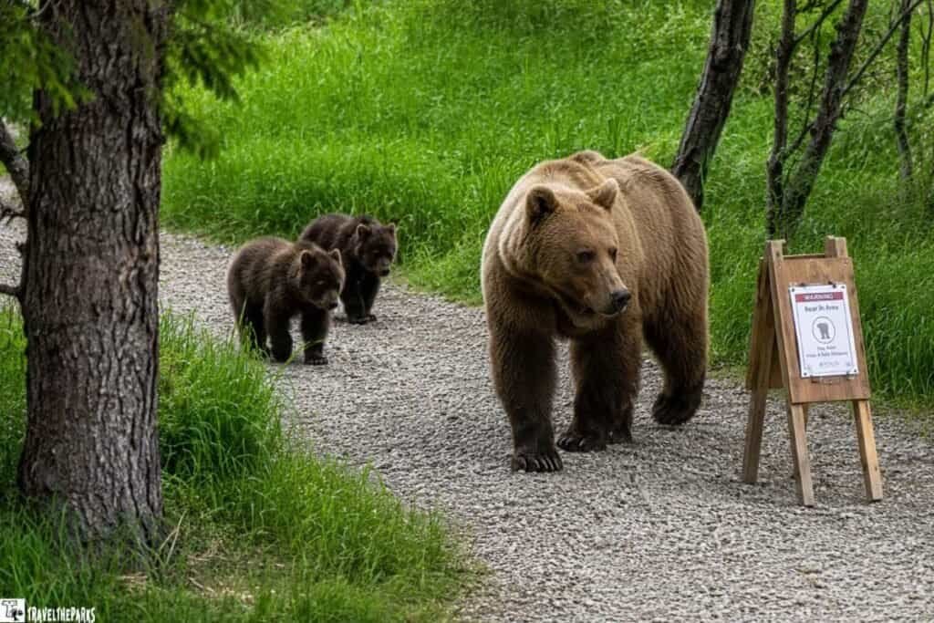 A mother grizzly bear walks on a gravel path with two cubs behind her, accompanied by a warning sign nearby.