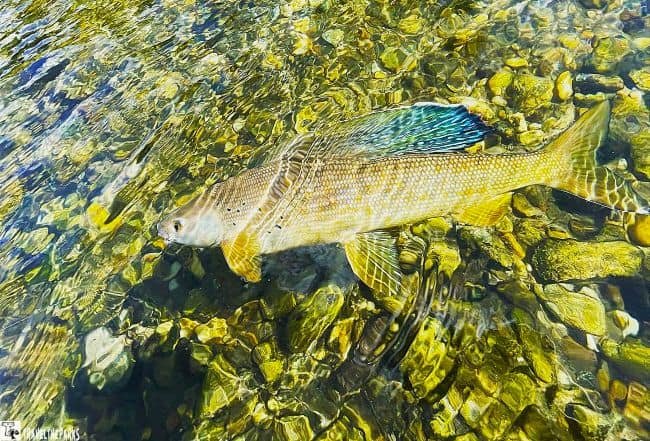 A fish swims beneath clear water, displaying a silver and golden body with blue iridescent fins, above a bed of smooth, colorful stones.