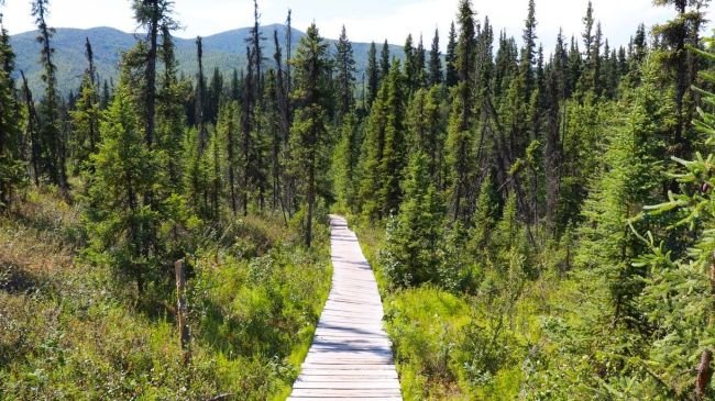 A wooden boardwalk meanders through a lush green forest, surrounded by tall trees and vibrant foliage.