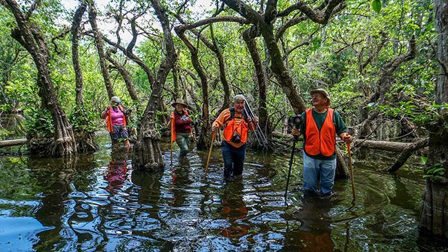 Four hikers with walking sticks wade through reflective water beneath dense, twisted trees.