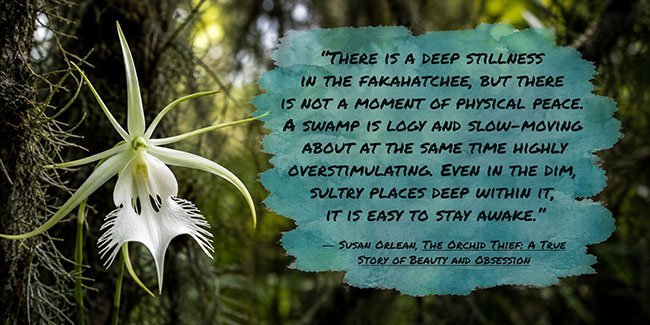 There is a deep stillness in the Fakahatchee, but there is not a moment of physical peace. A swamp is logy and slow-moving about at the same time highly overstimulating. Even in the dim, sultry places deep within it, it is easy to stay awake