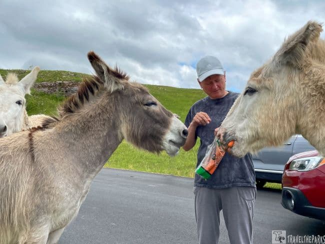 A person in a gray shirt and hat feeds treats to two begging burros from an orange and green bag. The donkeys are standing on a paved surface with more donkeys and a red car visible in the background, under a cloudy sky.