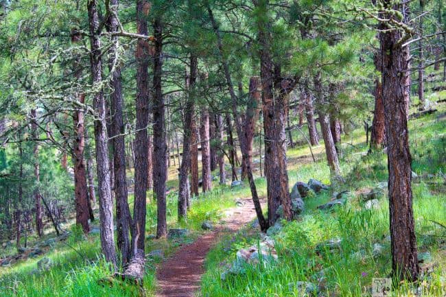 A forest trail under tall pine trees at Rankin Ridge in Wind Cave.