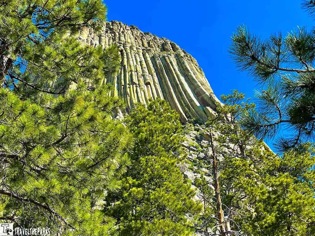 View of Devils Tower with vertical rock columns and surrounding green pine trees under a bright blue sky.