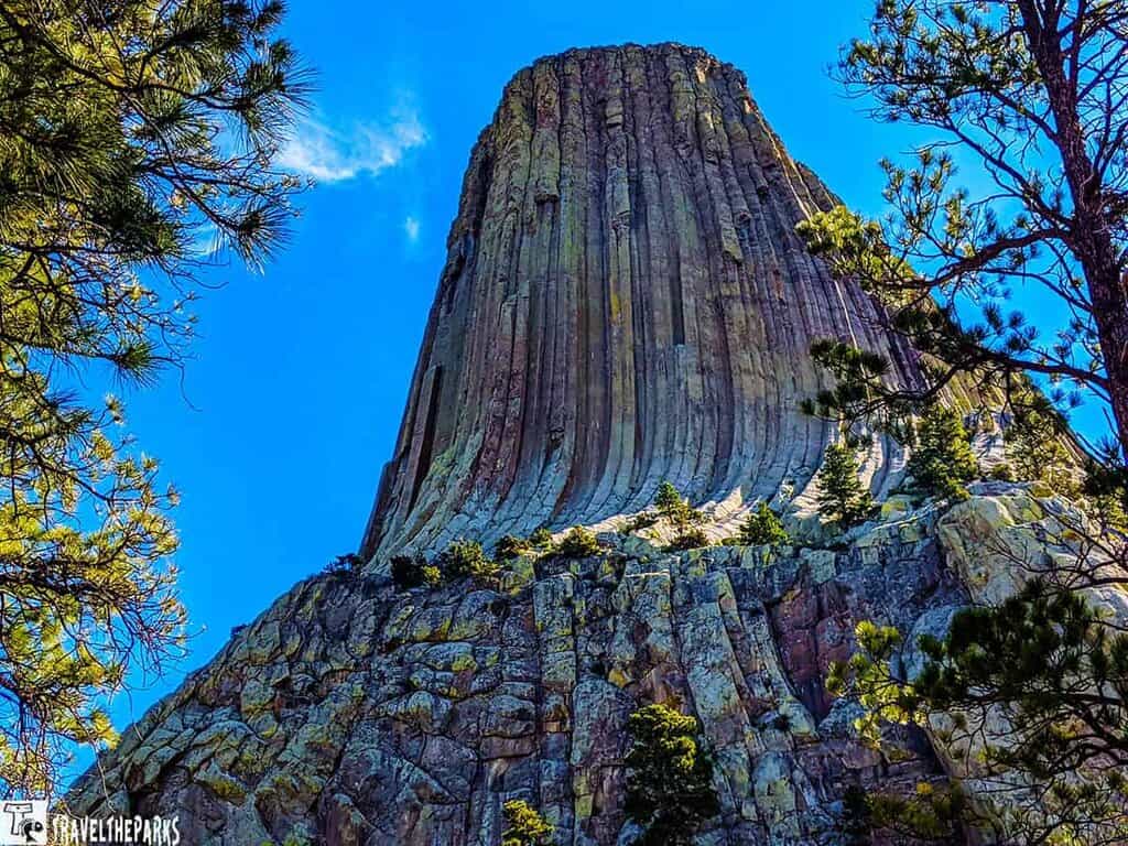 Rock formation known as Devils Tower with vertical grooves, surrounded by evergreen trees under a clear blue sky.