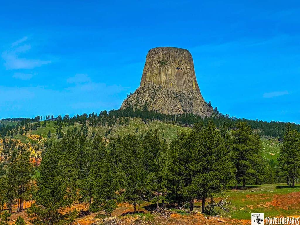Devils Tower, a prominent geological formation, under a clear blue sky. The tower is a massive, monolithic structure with a flat top and steep, vertical sides composed of grayish rock. Surrounding the base of the tower are dense clusters of evergreen trees, creating a verdant foreground that contrasts with the earthy tones of the tower. The terrain around the tower is a mix of green grass and exposed rocky patches, indicative of the area's rugged landscape. In the distance, rolling hills dotted with trees extend towards the horizon.
