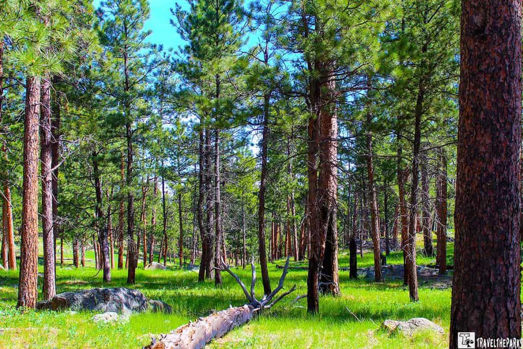 A lush pine forest with sunlight streaming through the trees, a fallen trunk in the foreground, and a clear blue sky.