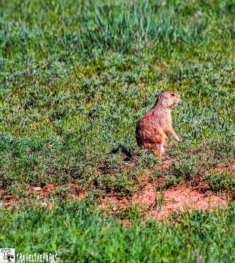 Prairie Dog Town-Prairie Dog sitting by its mound burrow