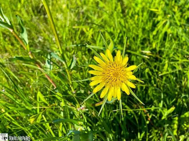 Yellow wildflower with starburst petals among green grass under sunlight.