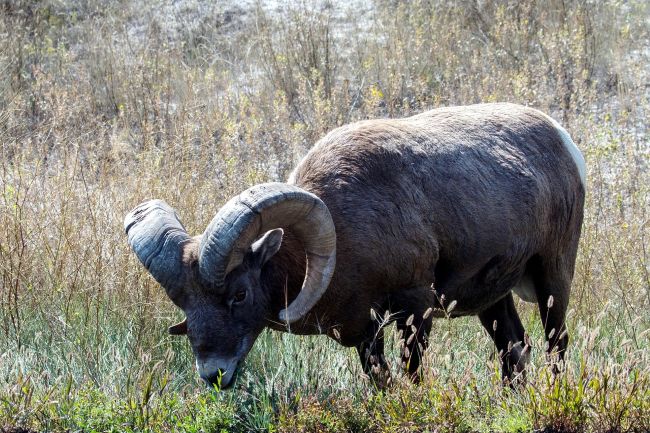 A bighorn sheep grazing in a field of tall grass.