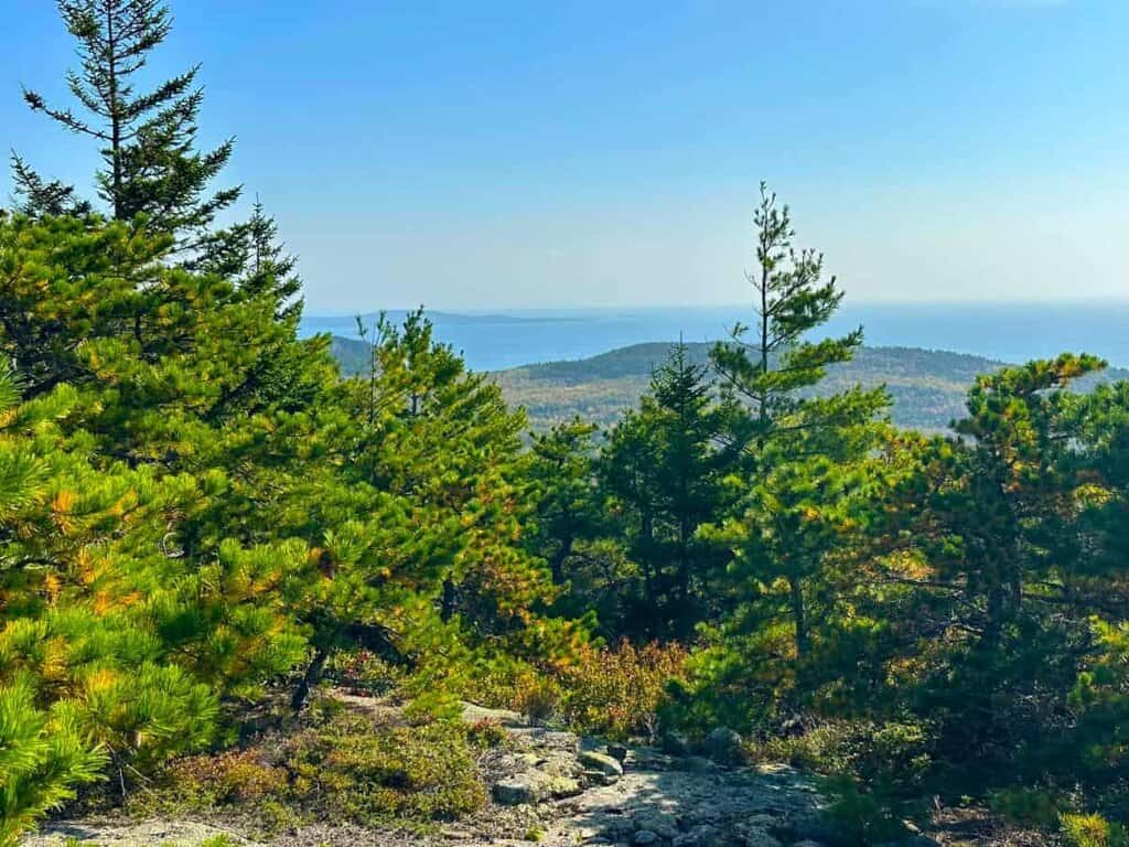 View of evergreen trees and rocky terrain top of Cadillac Mountain in Acadia National Park with the ocean and clear sky in the background.