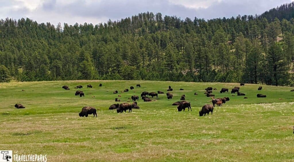A herd of bison in a grassy field with a forest in the background under a cloudy sky.
