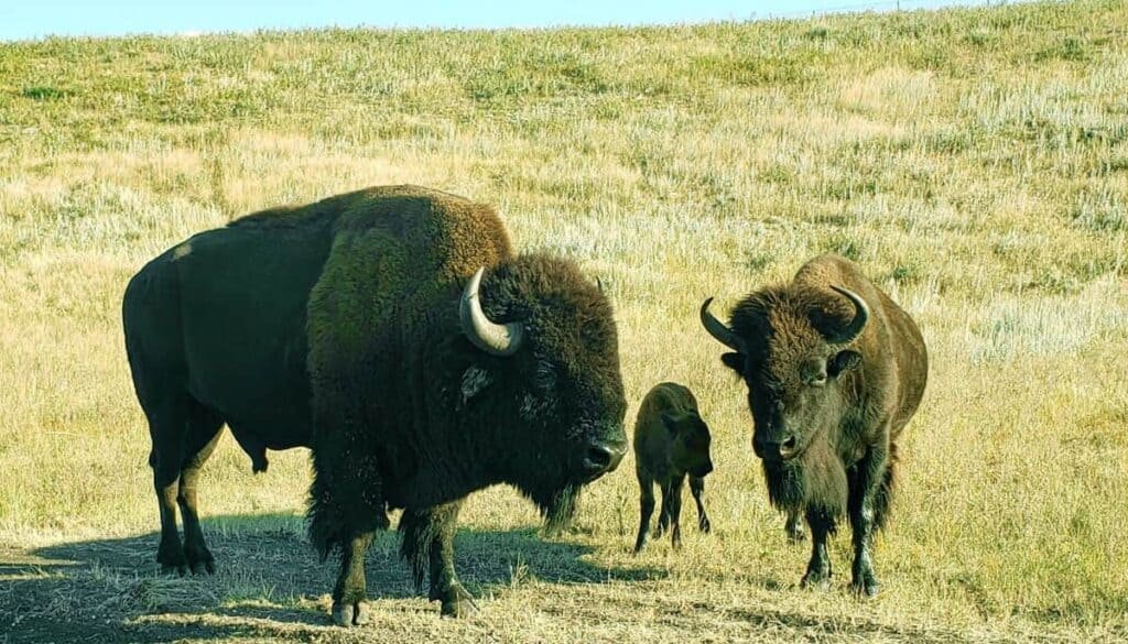 Three bison standing in a grassy field with a calf in the middle.