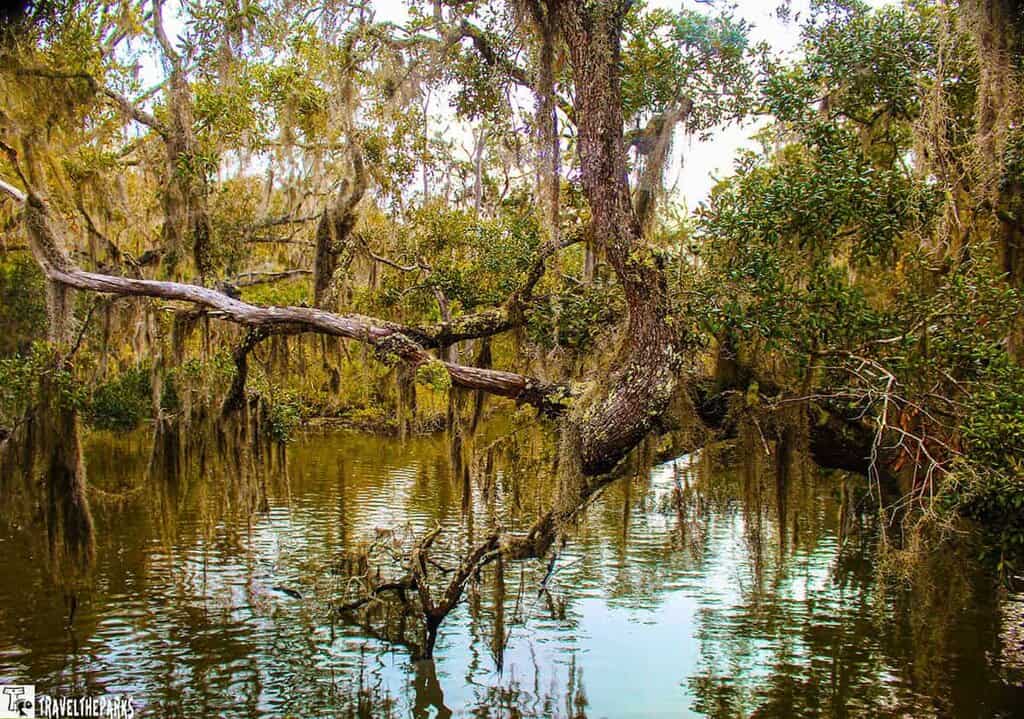 Calm swamp scene with lush trees draped in Spanish moss, their reflections mirrored in still water, creating a serene and mysterious atmosphere.