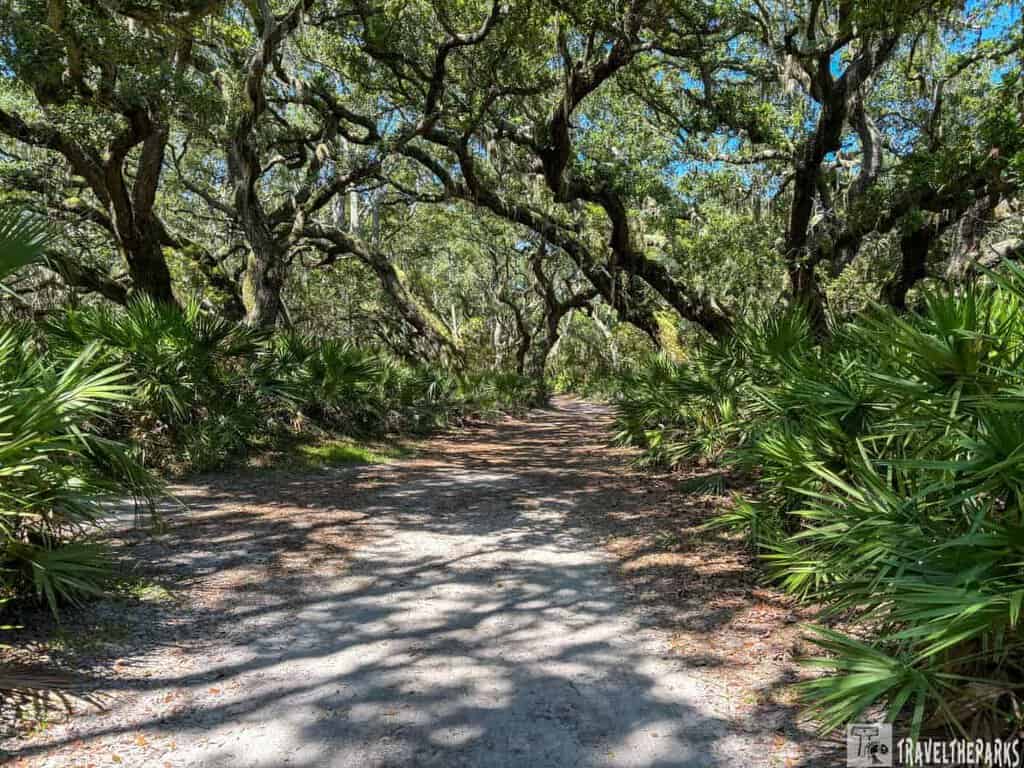 A sun-dappled dirt path lined with palm fronds and oak trees forming a canopy overhead.

