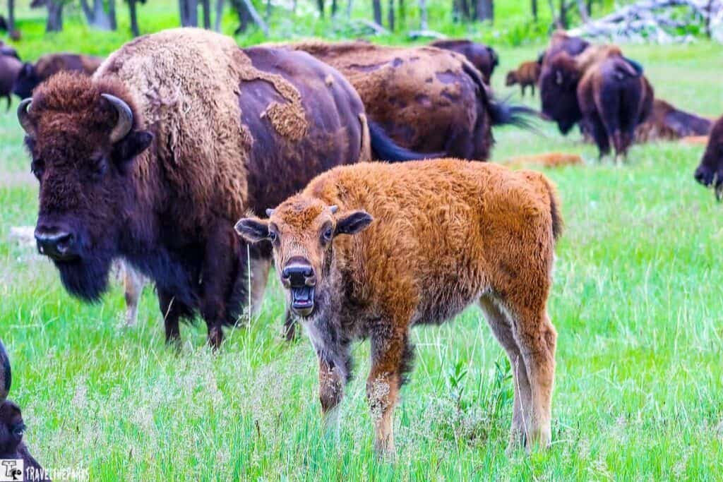 A young bison calf standing in a grassy field alongside adult bison.