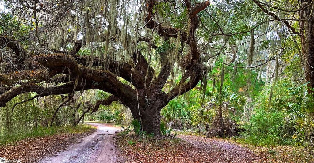 A large oak tree with Spanish moss overhanging a dirt path in a forest setting.
