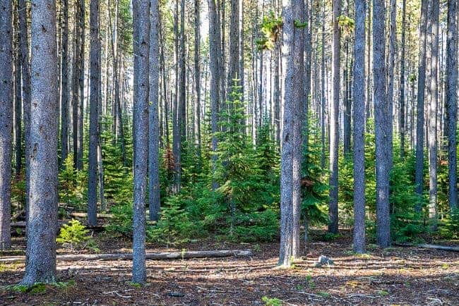 Lodgepole forest Yellowstone National Park