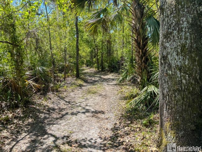 a sunlit nature trail winding through a wooded area. On the right side, a large tree trunk with textured bark stands prominently in the foreground. Surrounding the path are numerous trees and shrubs with dense, green foliage, suggestive of a lush, subtropical forest environment. Some of the trees have slender trunks, while others are palm trees with fan-like leaves extending overhead. The dirt trail itself is narrow and slightly uneven, with scattered leaves and vegetation along its edges, creating a natural, unkempt appearance. Sunlight filters through the canopy above, casting dappled shadows across the path. The atmosphere is peaceful and inviting, evoking a sense of being immersed in nature.