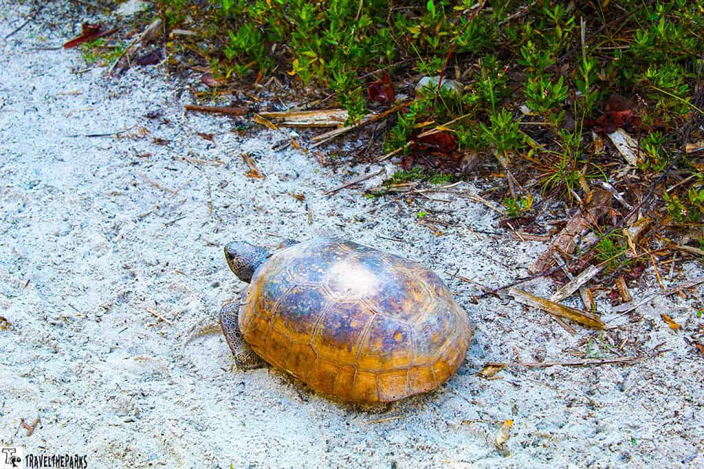 Gopher tortoise crossing a sand path in a coastal nature area