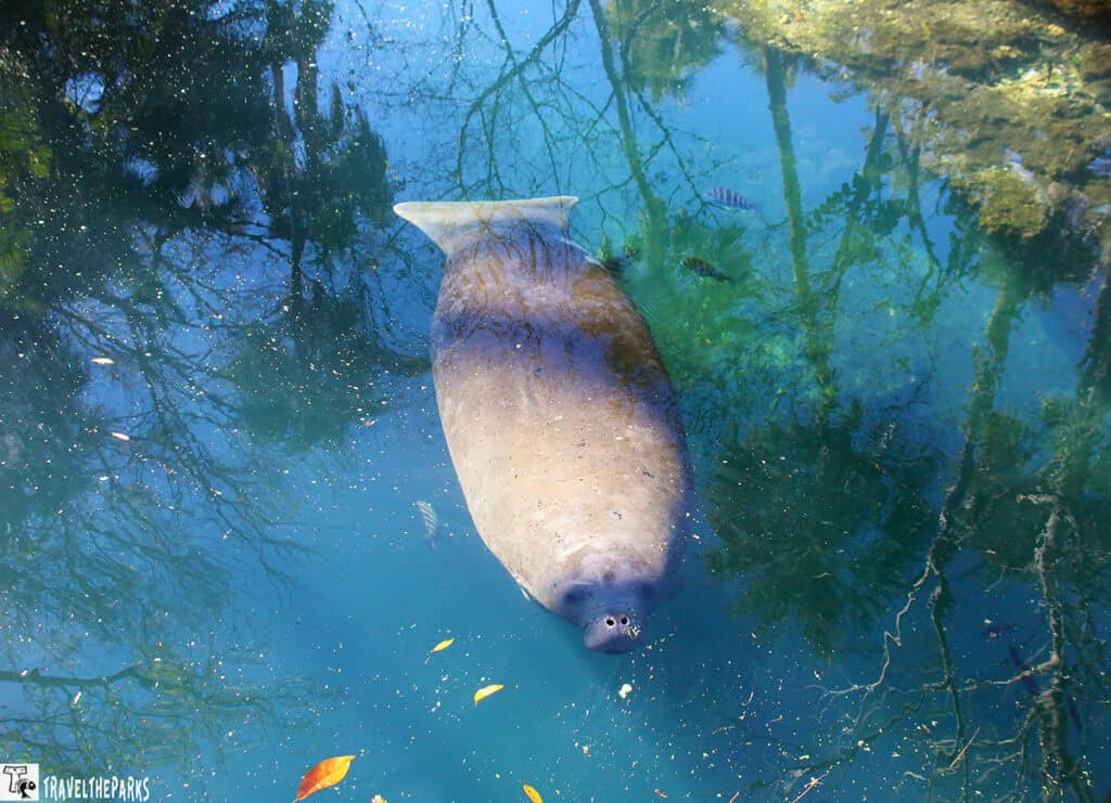 A manatee in clear water with reflections of tree branches in Homosassa Springs.