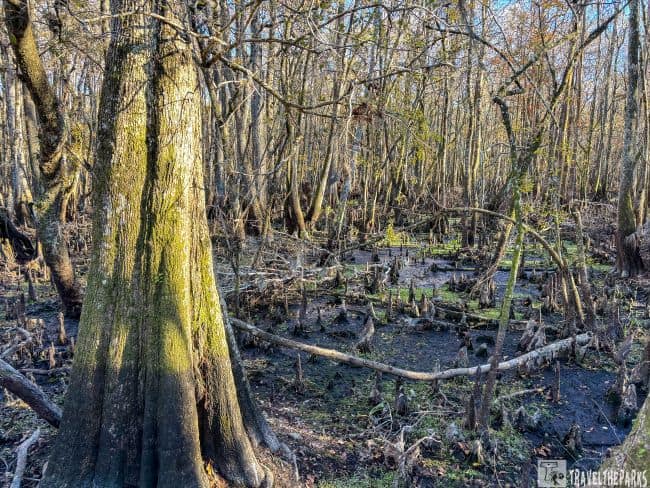 Swamp landscape with large tree trunk, cypress knees, and dense tree trunks in the background.