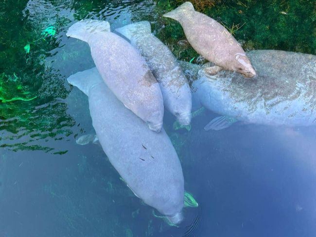 Four manatees swimming in clear blue-green water, with one partially over vegetation.