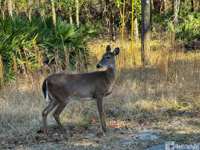 A deer stands in a grassy area with shrubs and tall grasses in the background.