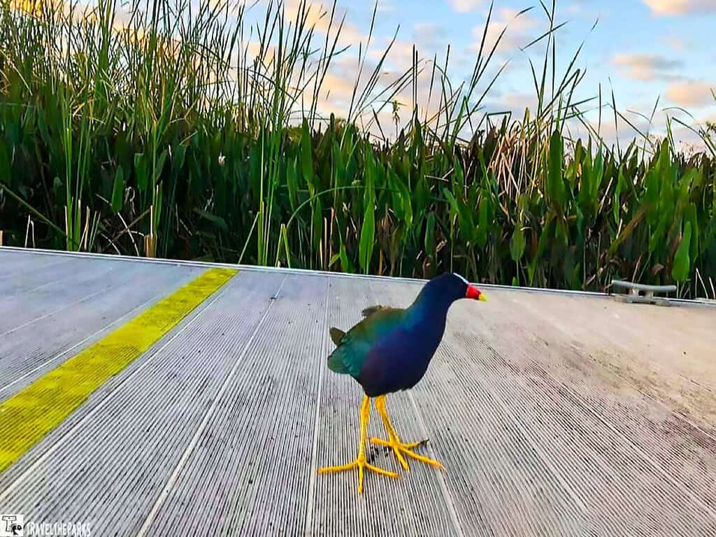 Purple gallinule bird on a metallic surface with marsh plants in the background.