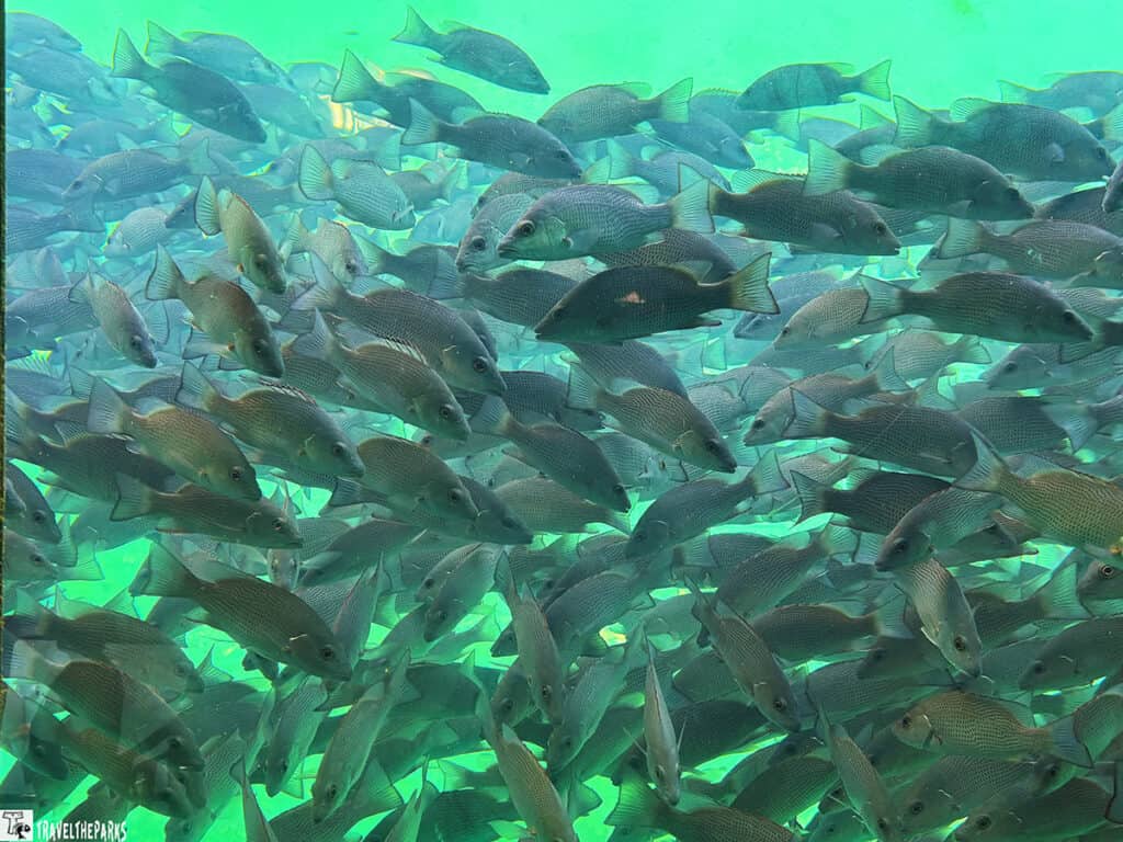 A large school of silver-gray fish swimming underwater in bright green water.