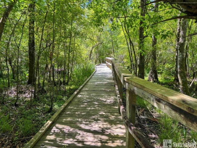 A wooden boardwalk through a dense green forest with sunlight filtering through the leaves.
