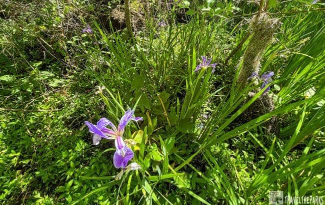 Purple flowers among green foliage in a sunlit natural setting.